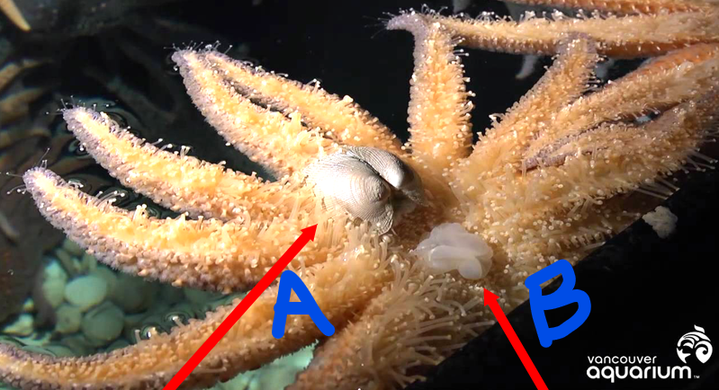 <p>Describe what is happening at points A and B.</p><p>What phylum/class is this animal from?</p>