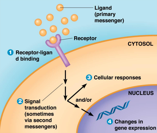 <p>Signal Transduction:</p><ul><li><p>Is the ability of a cell to respond to ___-___ ___ by altering ___ or ___ ___ </p></li></ul><p>5 Steps:</p><ol><li><p>___ ___: messenger binds to its receptors in the plasma membrane or inside the cell</p></li><li><p>___ ___: ligand-receptor</p><p>interaction starts signaling process</p></li><li><p>___ ___: final result is a change cellular function or gene expression</p></li><li><p>___ ___: signal and transduction pathway is turned off</p></li></ol><p></p>