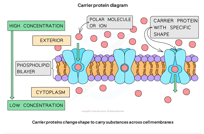 <p>Carrier proteins can change shape to transport molecules; The molecule binds to the binding site of the protein, which causes it to change shape and pass through</p>