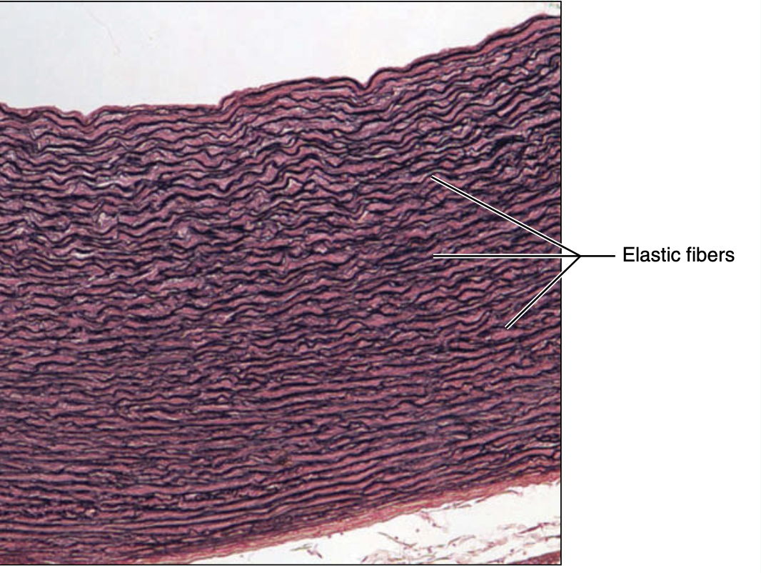 <p>elastic connective tissue </p>
