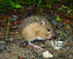 <p>Mammalia, Rodentia, Dipodidae</p><p></p>