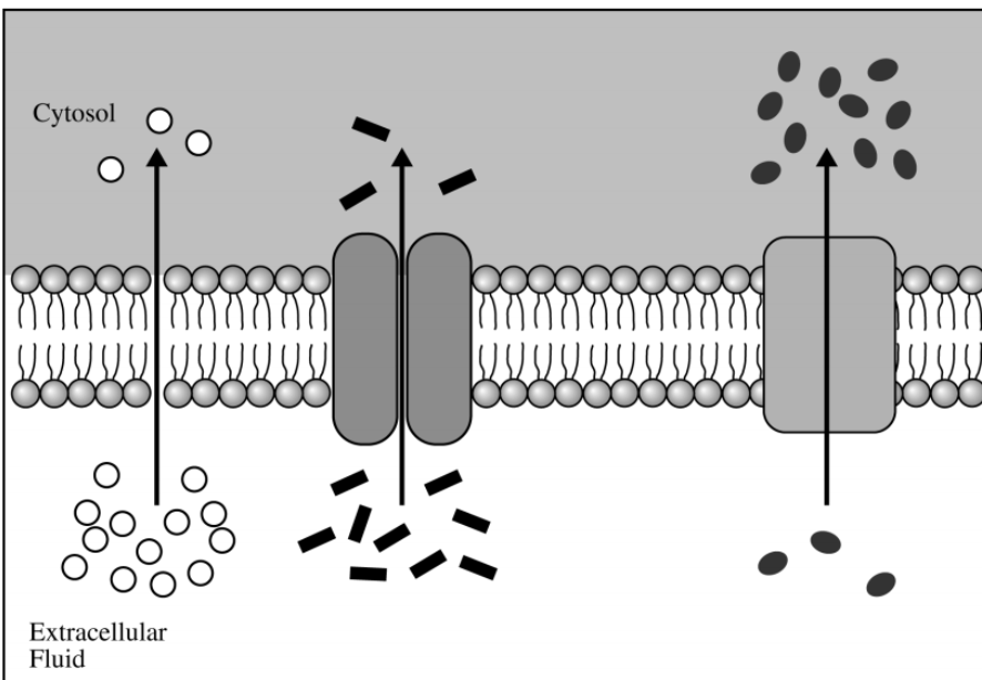 <p>Which of the following scientific questions is most relevant to the model represented in the figure above?</p>