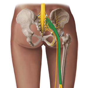 - part of lumbosacral plexus
- biggest nerve