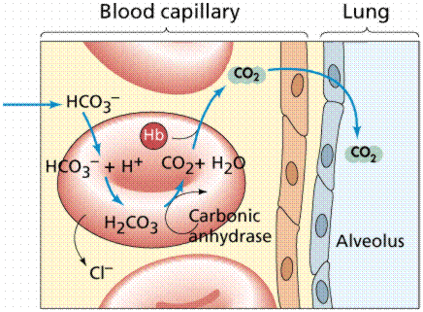 <p>Hemoglobin bound to carbon dioxide</p>