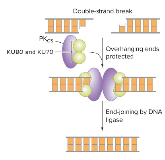 <p>Active during all parts of the cell cycle, not just DNA replication.<br>Two repair mechanisms:<br>- Homologous recombination - similar process to crossing over.<br>- Non-homologous end-joining (NHEJ), repair of double-stranded breaks without using a template.</p>