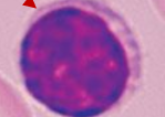 <p>Name the cell</p>