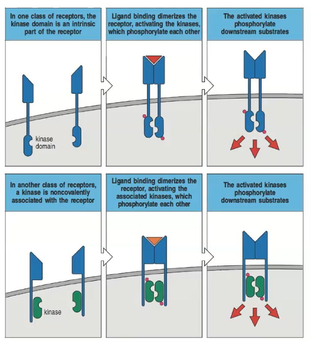 <p>1) Receptors with an intrinsic intracellular kinase domain.<br>2) Receptors with a non-covalent attachment of a kinase.</p>