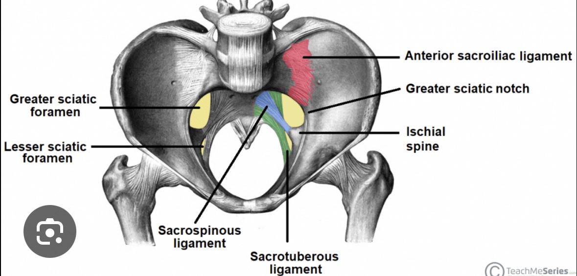 <p>foramen ischiadicum minus</p>