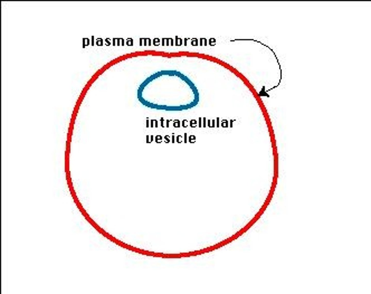 <p>Membrane-bound sacs transporting materials in cells.</p>