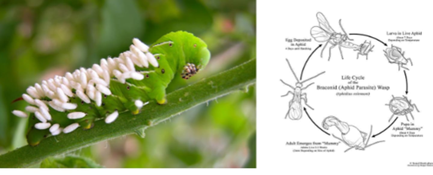 <p>an organism that lives within and consumes the tissues of a living host, eventually killing it</p>