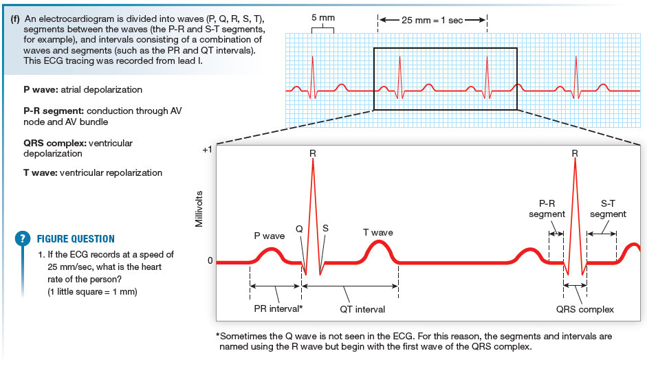 <p>P wave: atrial depolarization P-R segment: conduction through AV node and AV bundle QRS complex: ventricular depolarization T wave: ventricular repolarization</p>