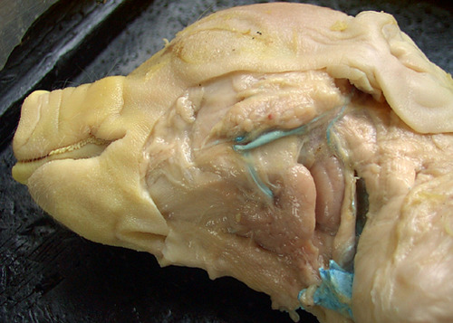 Carries saliva from the salivary glands to the mouth
