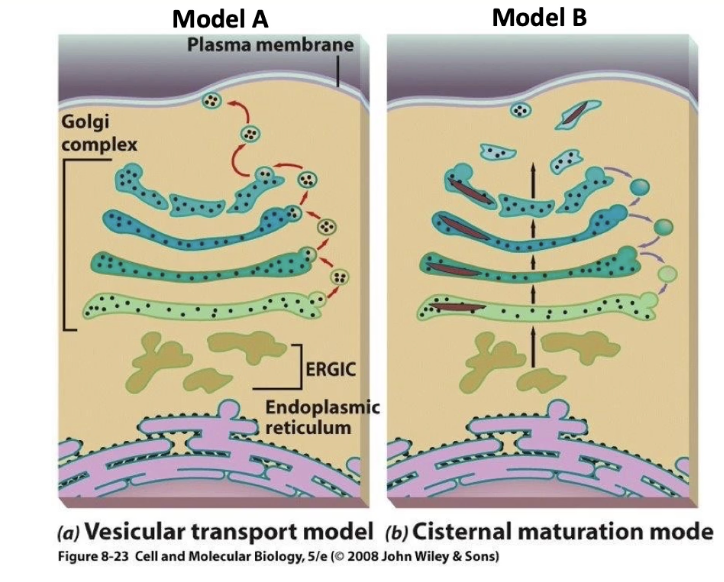 <ul><li><p><strong>Model A (Vesicle Transport Model):</strong></p><ul><li><p>Proteins are carried in small <strong>vesicles</strong> that move <strong>forward</strong> (anterograde) between Golgi cisternae (cis → medial → trans).</p></li><li><p>Vesicles shuttle protein cargo from one cisterna to the next.</p></li></ul></li><li><p><strong>Model B (Cisternal Maturation Model):</strong></p><ul><li><p>Proteins <strong>stay inside the cisternae</strong>, and the <strong>cisternae themselves move forward</strong> through the Golgi stack.</p></li><li><p><strong>Vesicles move backward</strong> (retrograde) to recycle Golgi resident proteins.</p></li></ul></li></ul><p></p>