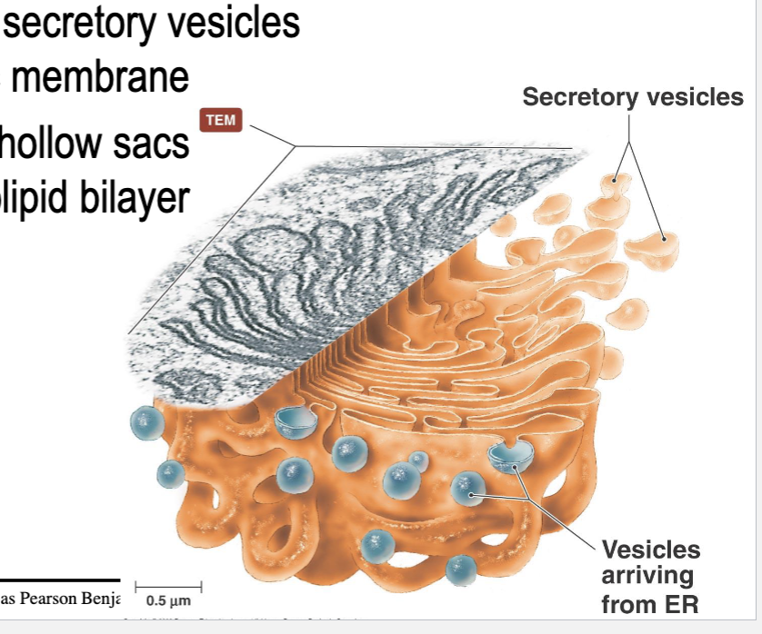 <ul><li><p>Receives vesicles of Proteins/Lipids from the ER</p></li><li><p>Processes and export molecules. Gets sent out in secretory vesicles</p></li><li><p>Can be sent to different organelles or go to cytoplasmic membrane of the cell </p></li></ul><p></p>