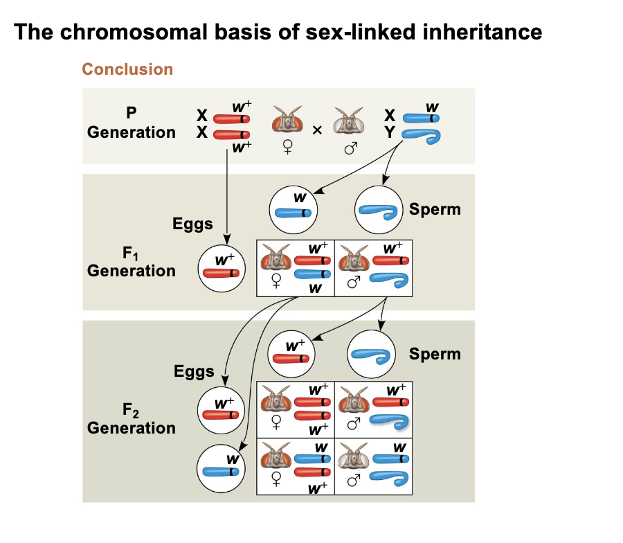 <p>white eyes correlates to the sex of flies because it’s located on the X and Y sex chromosomes; helped develop the theory of inheritance</p>