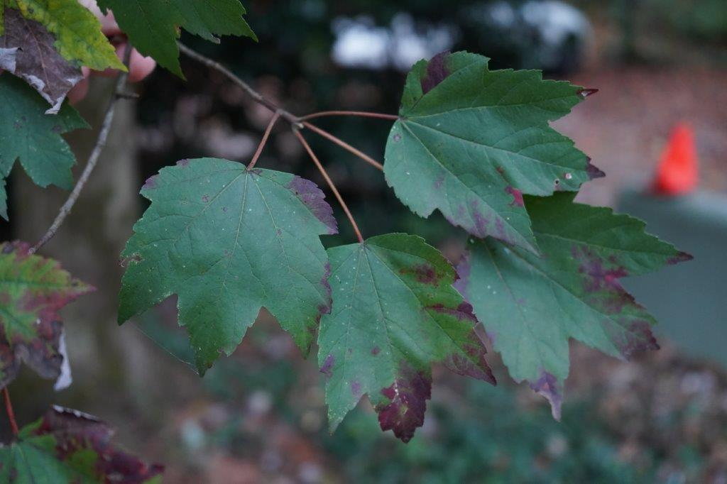 <p><em>Acer rubrum </em>var.<em> rubrum</em></p>