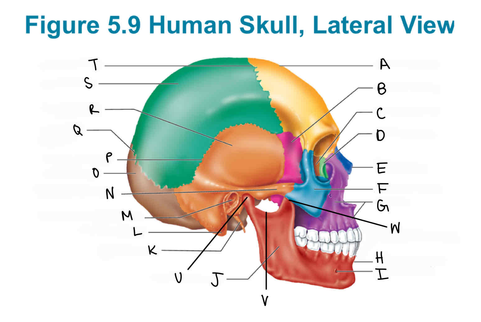 <p>Q</p>