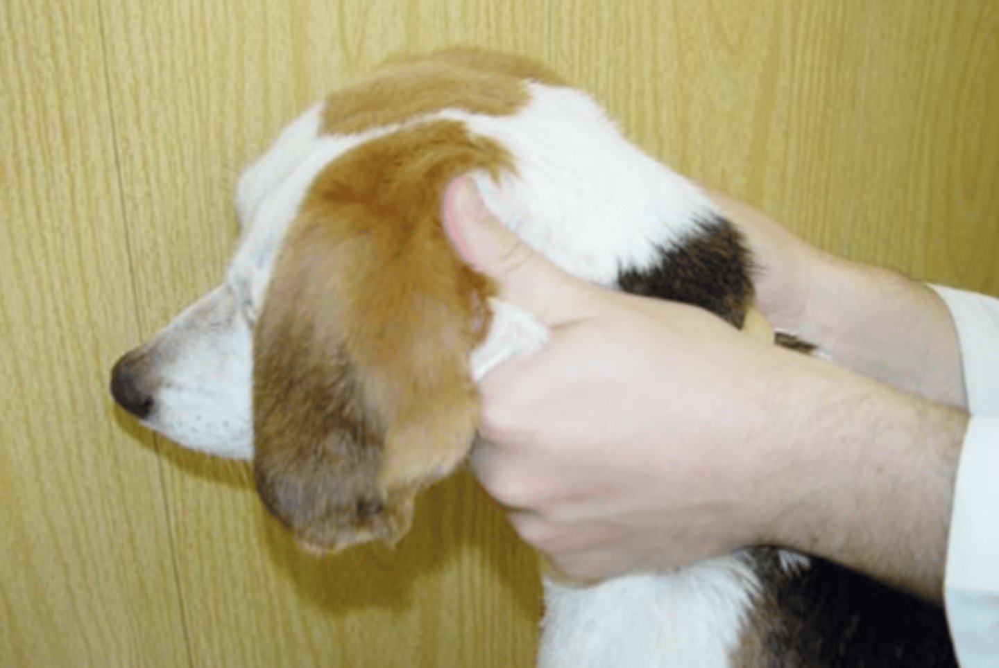 <p>for what breeds might immobilizing using skin fold under the ears be dangerous? why?</p>