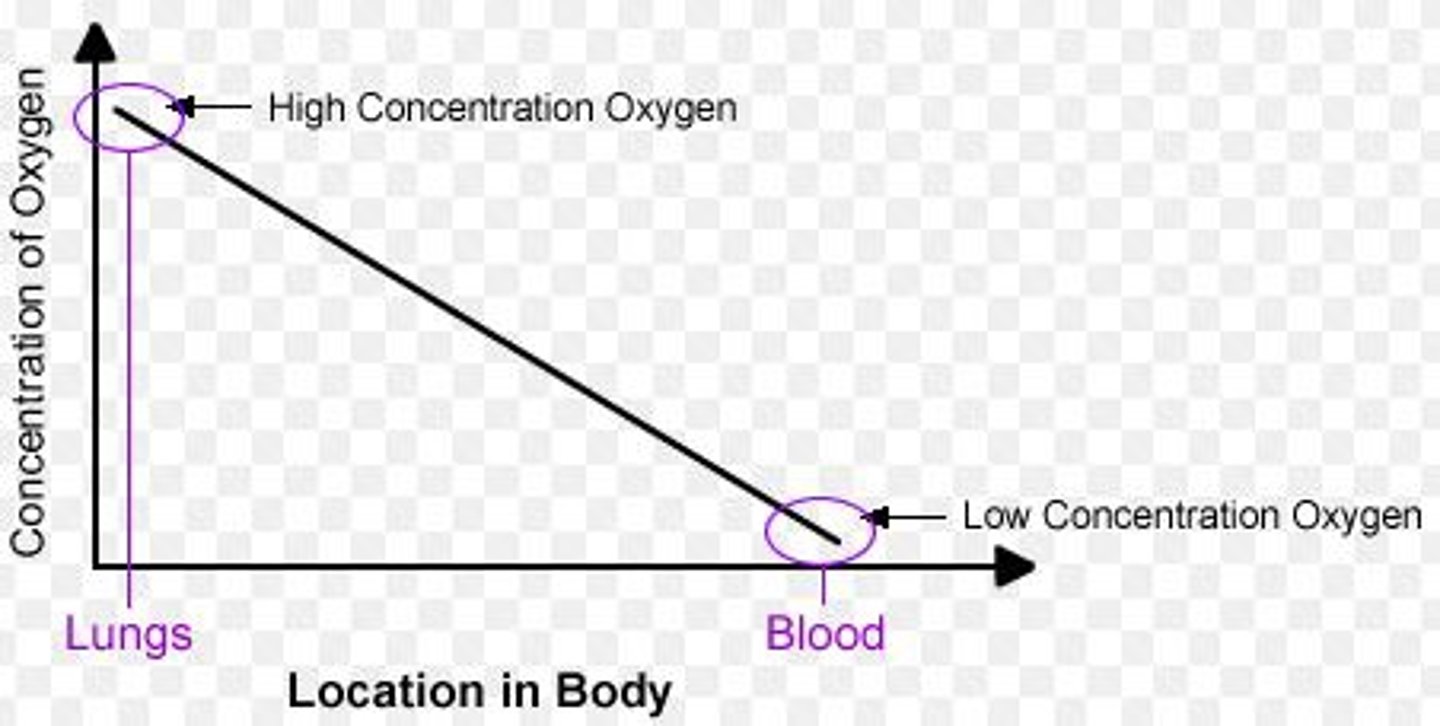 <p>A difference in the concentration of a substance across a distance whether it is high or low concentration</p>
