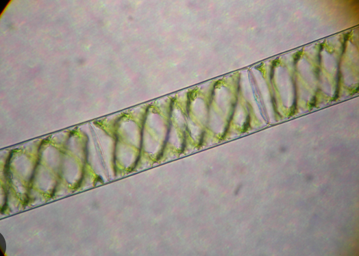 <p>Archaeplastida<br>Green Algae<br>Charophytes</p><p>Freeliving Autotroph</p><p>Filamentous</p><p>Spiral&nbsp;Chloroplast</p>