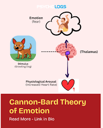 <p>The theory suggesting that physiological arousal and emotional experience occur at the same time and are interrelated, influencing each other in the experience of emotions. </p>