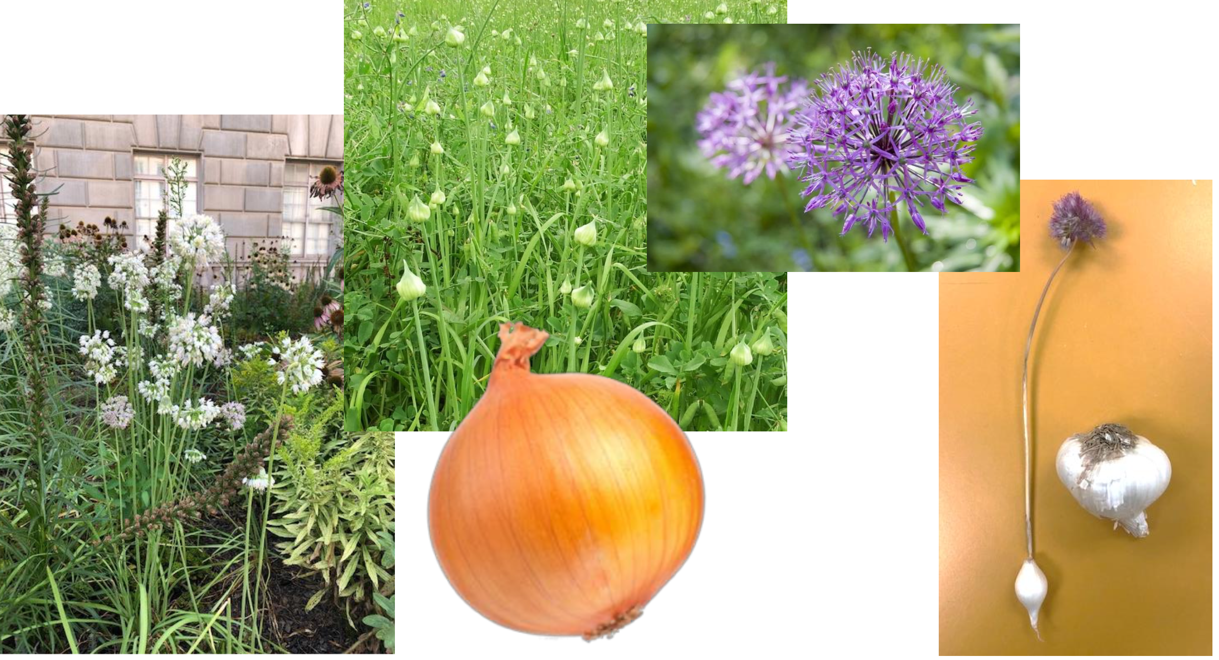 <p>onions, garlic, chives, scallions, leeks, shallots, etc</p>