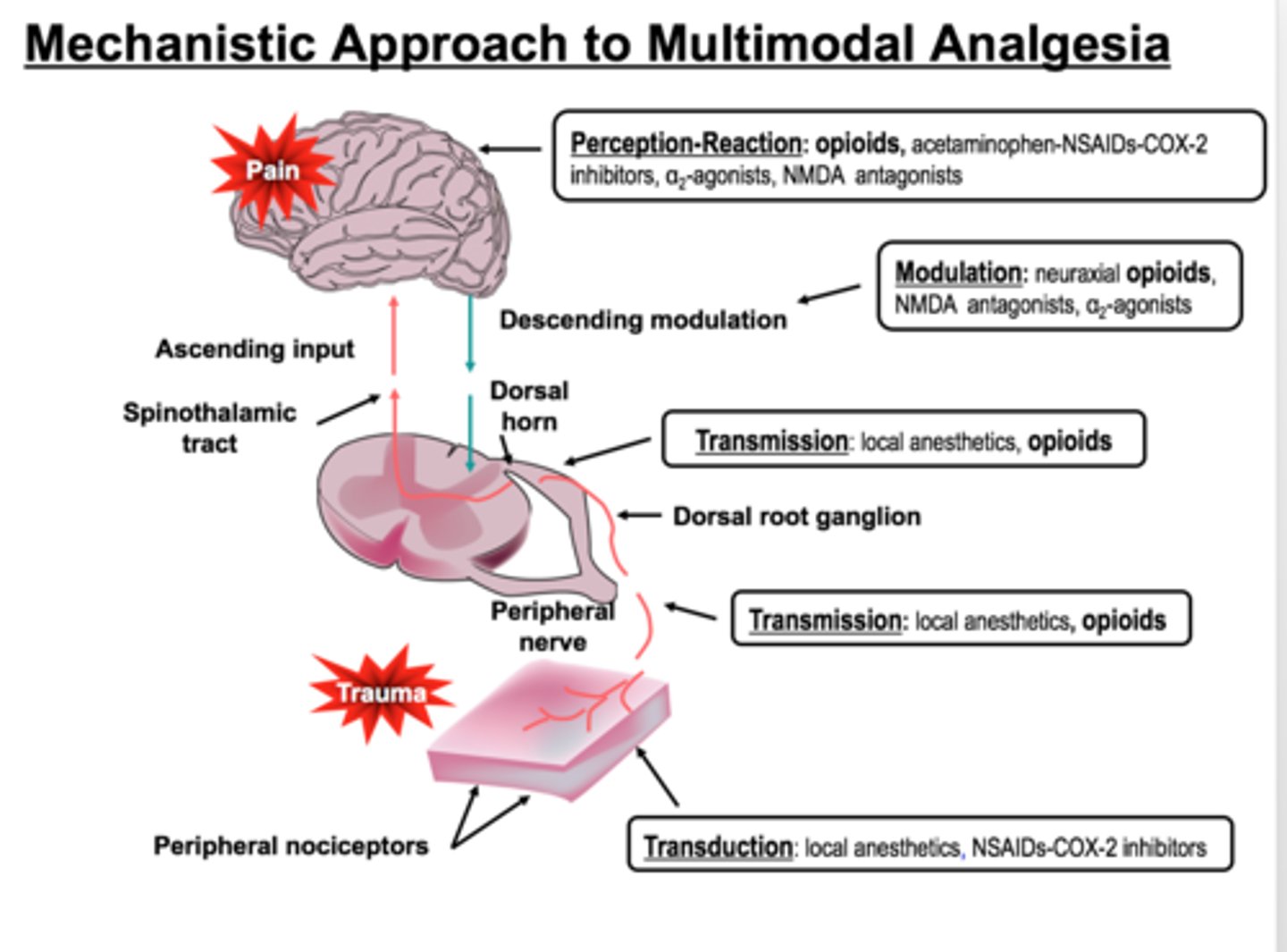 <p>the combination of various groups of analgesics with different mechanisms to provide superior pain control</p><p>may include:</p><p>- local anesthetics</p><p>- a2 agonists</p><p>- NMDA antagonists</p><p>- antiepileptics</p><p>- antidepressants</p><p>- antispasmodics</p>