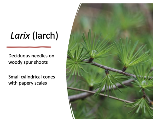 <p>deciduous needles on woody spur shoots. small cylindrical cones</p>