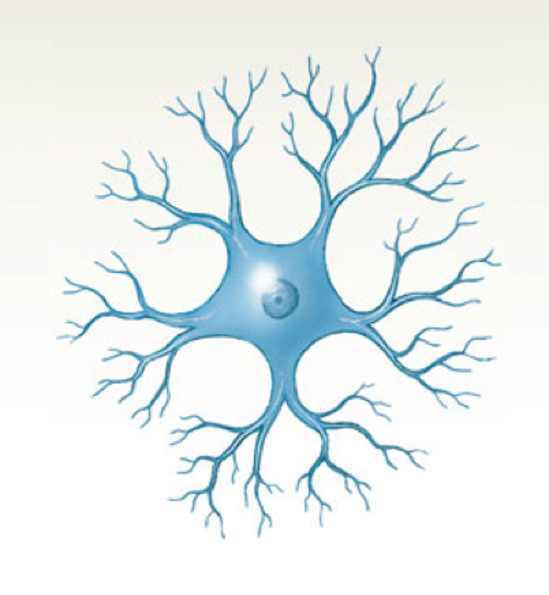 <p>many dendrites but no axon</p>