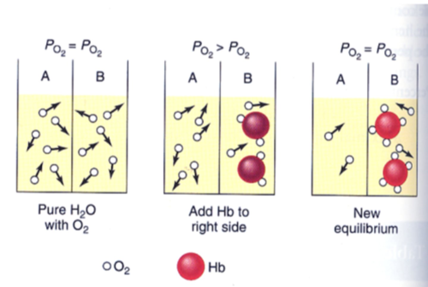 <p>True ==&gt; only free oxygen contributes to PaO2</p><p>*when O2 is bound to hemoglobin it is not dissolved so it doesn't contribute to PaO2 --&gt; reason oxygen content of side B is greater than side A although the PO2 is the same on both sides of the diagram </p>