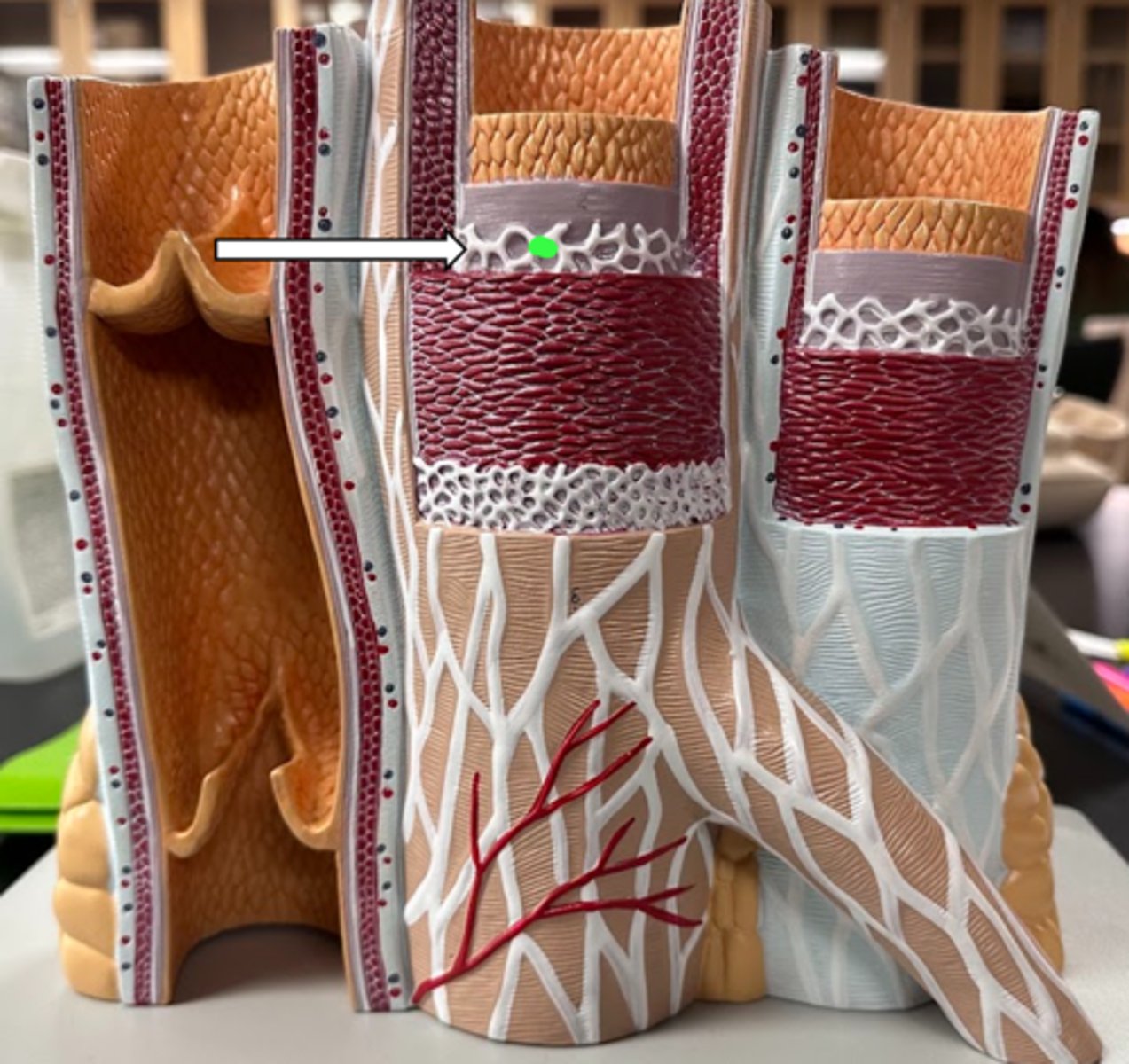 <p>name the structure</p>