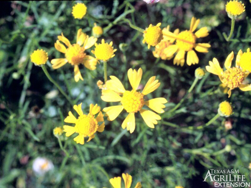 western bitterweed