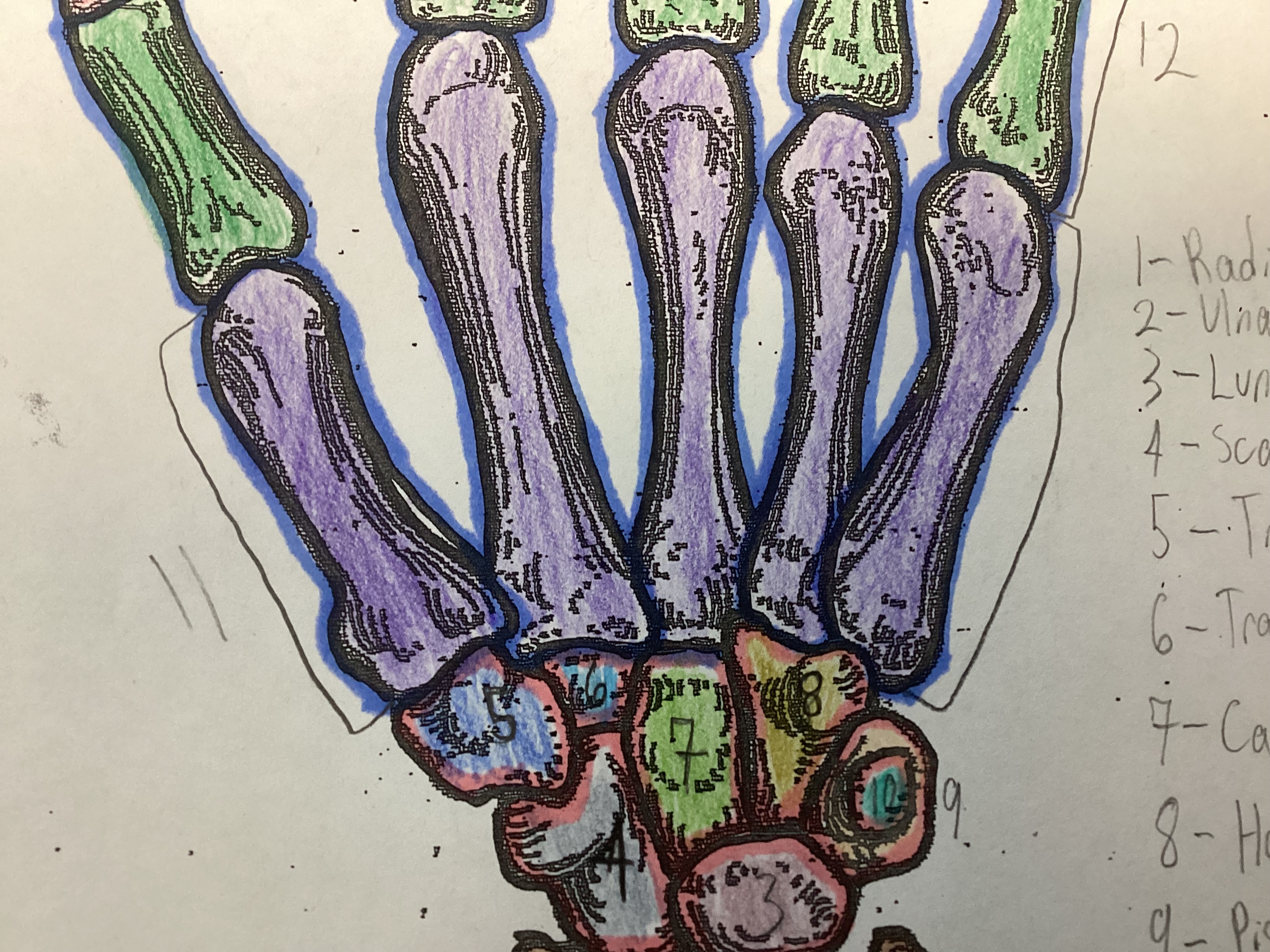 <p>Attaches to the thumb metatarsal, 5</p>