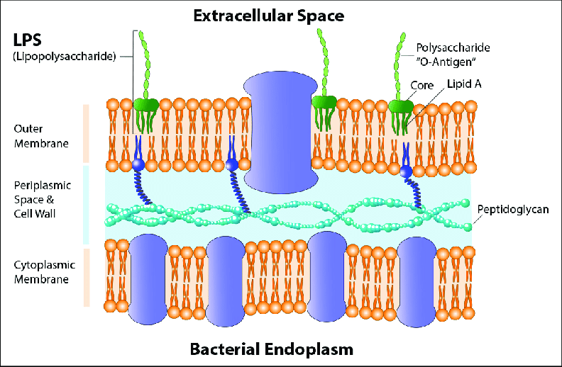 <p>They can covalently bind to lipid A, enhancing stability of the outer membrane in gram-negative bacteria</p>