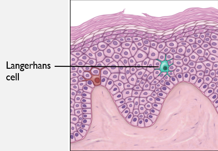 <ul><li><p>Dry surface is unacceptable for the growth of most microorganisms.&nbsp;</p></li><li><p>Langerhans cells are found in all but stratum corneum.&nbsp;</p><ul><li><p>Antigen-presenting cells, first line of defense.&nbsp;&nbsp;</p></li></ul></li></ul><p></p>