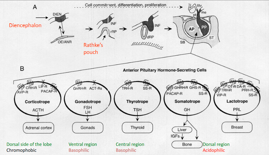 <p>Derived from two distinct embryological sources</p>