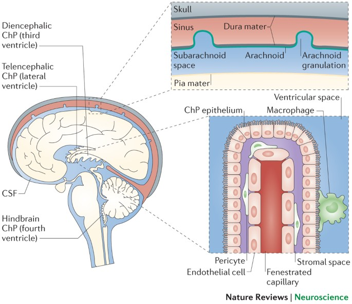 <p>Choroid Plexus (ChP)</p>