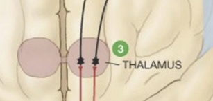<p>____ pathways synapse in the _______</p>