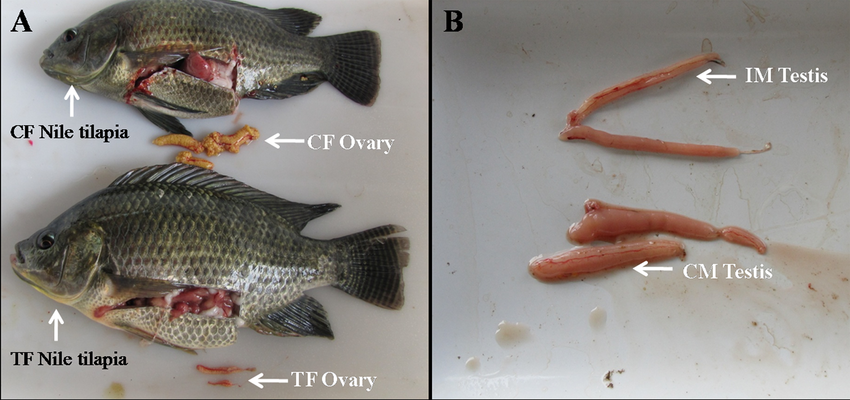 <p>testes</p>