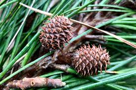 <p><span>Cones: 3-5" long, egg shaped, persistent, light colored, cone scales thick and distinctly armed. Specifically an ovoid (egg-shaped).</span></p>