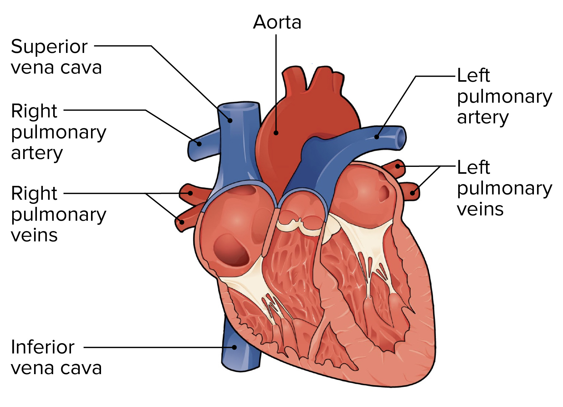 <p>pulmonary veins, pulmonary arteries, aorta, superior vena cava, inferior vena cava</p>