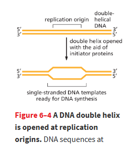 <p>initiator proteins that bind to DNA and pry the DNA strands apart so DNA synthesis can start</p><ul><li><p>at regular temps</p></li><li><p>breaks apart H-bonds holding bases together</p></li><li><p>creates<strong> replication forks </strong>(y-shaped junctions where DNA begins to be replicated)</p></li></ul><p></p>