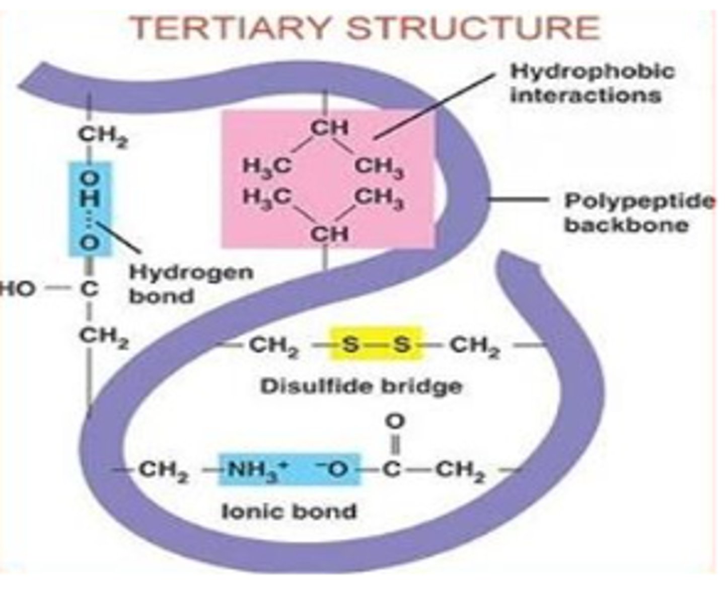 <p>1. Hydrogen bonds between side chains with electronegative atoms (O and N)​</p><p>2. Charge attraction between acidic (-) and basic (+) charges ​</p><p>3. disulfide bridges (only when there are at least 2 cysteine aa's)</p>