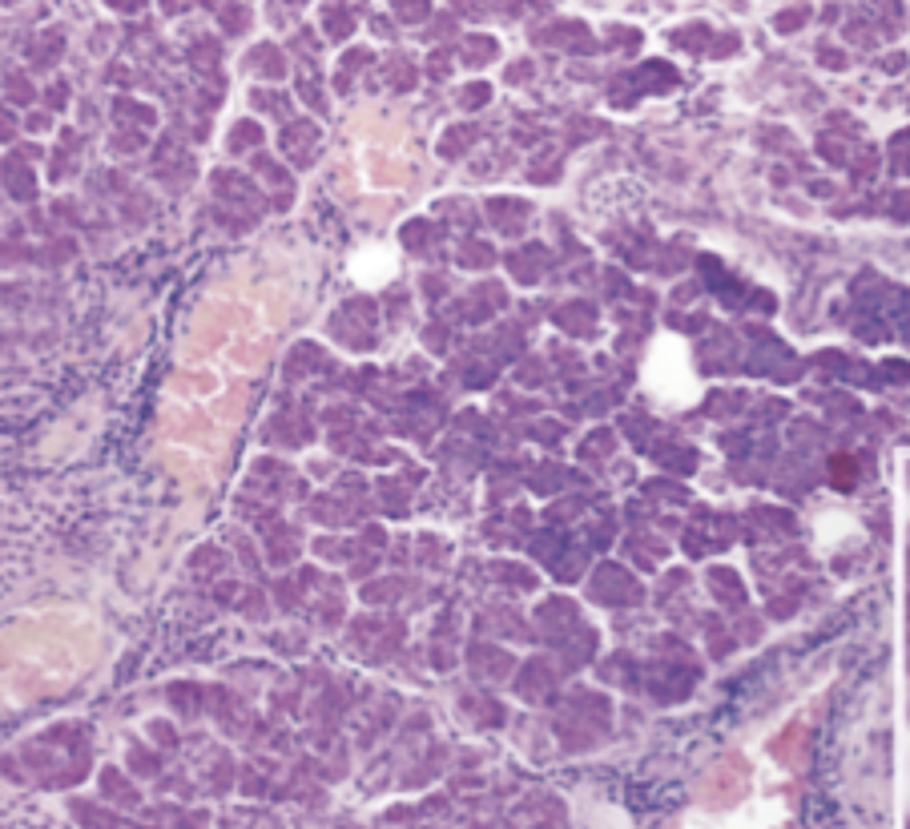 <p>what type of glands are shown</p>