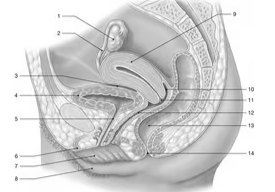 <p><span>Identify the structure labeled "6."</span></p>