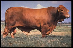 -Developed in TEXAS during early 1950s (Brahman, Hereford, and Milking Shorthorn mix) 
-Light to dark red, medium sized. 
-Heat and insect resistant, high fertility and first American composite breed.
