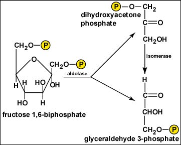 <p>a C6 intermediate is cleaved to two C3s. A covalent Schiff base intermediate is formed between the substrate and an ative-site of lysine; F1,6BP is split into DHAP and G3P</p>