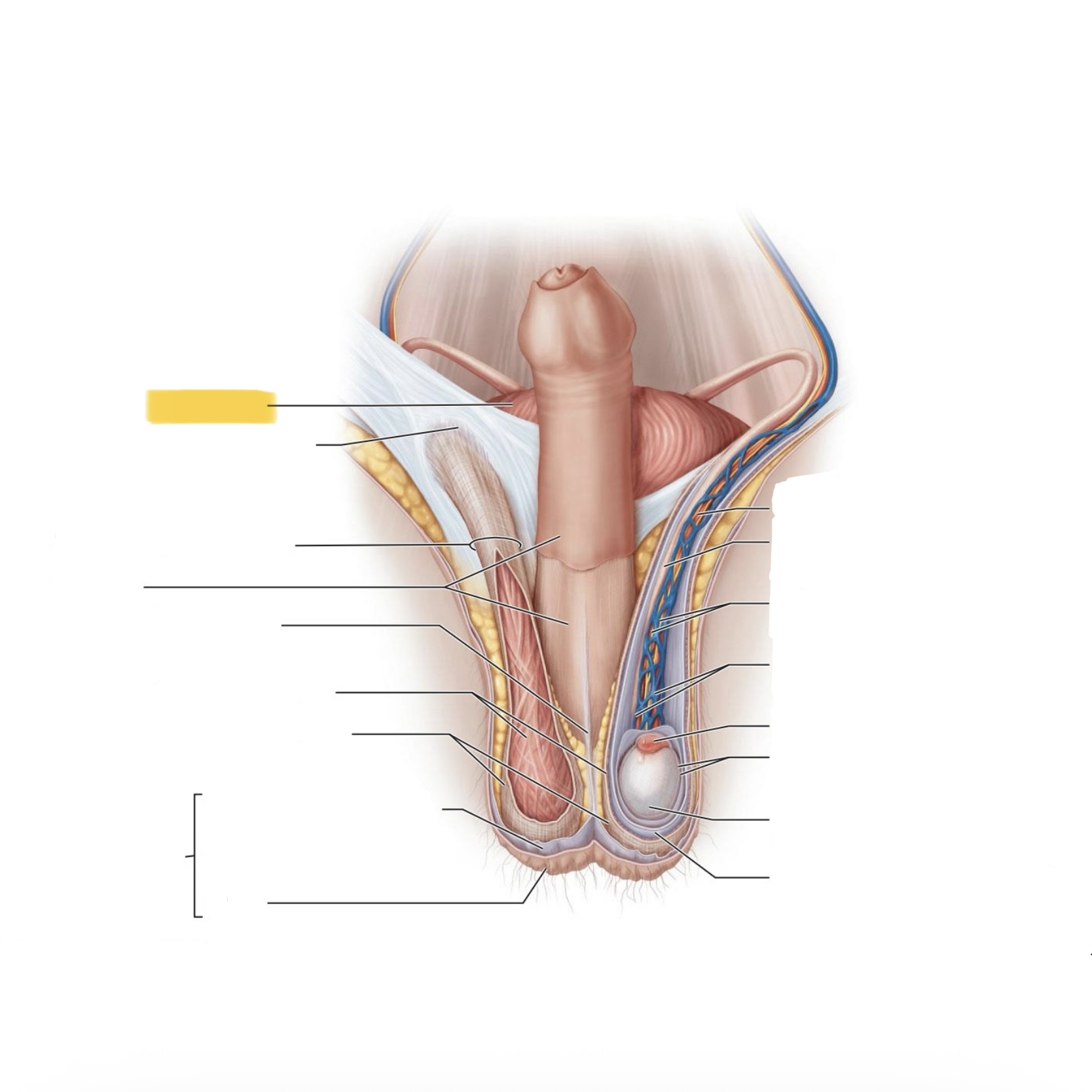 <p>What is this structure?</p>