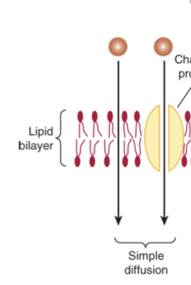 <p>By simple diffusion or through channels</p>