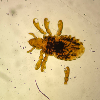 <p>identify</p>